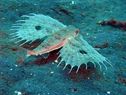 The Oriental flying gurnard has large pectoral fins with eye spots which it displays to scare predators.