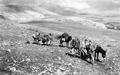 Yiftach Brigade bringing supplies to Kibbutz Manara. 1948