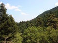 Greek fir forest at Ainos