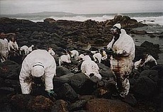 Kelp after an oil spill.