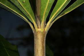 Brabejum stellatifolium