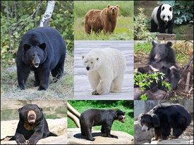 Современные виды медвежьих. По спирали, начиная с фотографии в центре: белый медведь, бурый медведь, большая панда, гималайский медведь, губач, очковый медведь, малайский медведь, барибал.