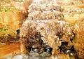 Tabriz's Baklava