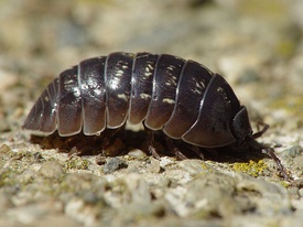 Мокрица-броненосец Armadillidium vulgare