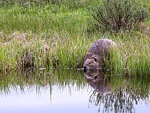 A beaver at the shores of a lake