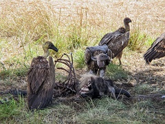 White-backed vultures feeding on a carcass of a wildebeest