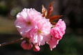 Double-flowered Prunus 'Kanzan'