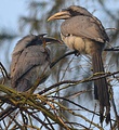 A pair (female right and male at left) at Mohali, Punjab, northern India
