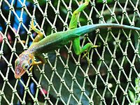 The Guadeloupean anole is highly variable (speciosus type above, nominate below), but studies indicate the subspecies are invalid today[86][87]