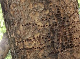 Los patrones dejados en la corteza de un olmo chino de hoja perenne después de repetidas visitas de un Yellow-Bellied Sapsucker (pájaro carpintero) a principios de 2012.