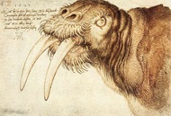 Albrecht Dürer - Drawing of a walrus, 1521