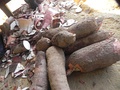Cassava Tubers