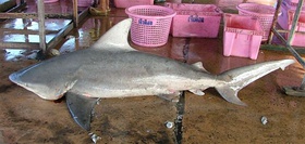 The pigeye shark (top) closely resembles the bull shark (bottom); external differences between the two species include the relative sizes of the dorsal fins and the angle of the notch in the anal fin.