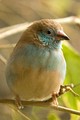 Red-cheeked cordon-bleu, Uraeginthus bengalus