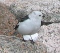 Adult breeding male, Scotland