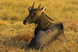 Male nilgai at Blackbuck National Park