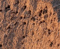 Nest holes of sand martins