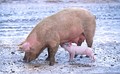 Ganado Porcino: 4.480 ton de carne de cerdo. 68.355 cabezas.