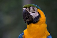 El guacamayo es un animal emblemático de Brasil, país con una de las poblaciones de aves y anfibios más diversas del mundo. Al zorzal colorado (Turdus rufiventris) se lo considera ave nacional de Brasil.[214]​[215]​