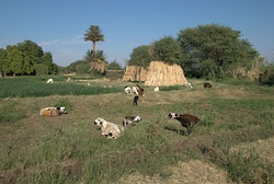 A field in Dongola