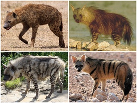 1-й ряд: пятнистая гиена и бурая гиена; 2-й ряд: полосатая гиена и земляной волк