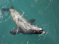 Harbor seal (top) and California sea lion swimming. The former swims with its hind-flippers, the latter with its fore-flippers.