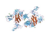 2erj: Crystal structure of the heterotrimeric interleukin-2 receptor in complex with interleukin-2