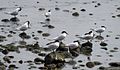 Sandwich terns resting in Sweden.