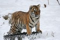 Амурский тигр в зоопарке города Буффало