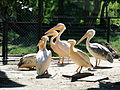 Great white pelicans