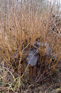 Shortly after coppicing.