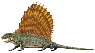 Dimetrodon (Pelycosauria)