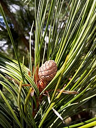 Pinus cembra 'Columnaris' (cultivar) one year-old cone and foliage