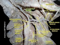 Stylohyoid muscle