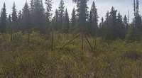 This fenced-in area is part of a long-term research project to examine the effects of moose browsing on plant biodiversity.
