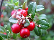 Lingonberries