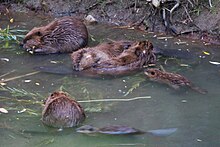 North American beaver family, with the center pair grooming one another