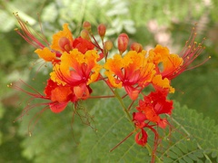 flor barbona