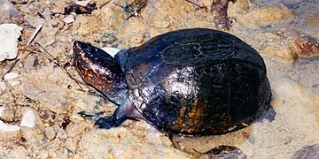 Scorpion mud turtle (Kinosternon scorpioides), southern Tamaulipas, Mexico (23 September 2004).