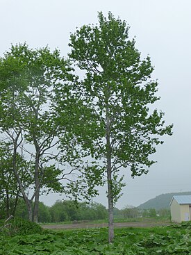 Осина, произрастающая в естественных условиях на острове Хоккайдо в окрестностях города Тесикага.