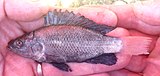 Oreochromis amphimelas of lakes, often saline, in north–central Tanzania