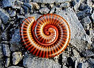 Juliform and oniscomorph millipedes curled in a defensive coil