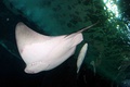 A bat ray at Aquarium of the Bay