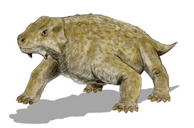 Scutosaurus karpinskii (Procolophonia)