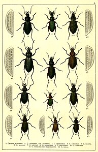 1. Carabus scheidleri 2. Carabus scheidleri var. excellens 3. Carabus catenulatus 4. Carabus catenatus 5. Carabus monilis 6. Carabus arvensis 7. Carabus ullrichii 8. Carabus granulatus 9. Carabus cancellatus 10. Carabus clathratus 11. Carabus violaceus var. purpurascens 12. Carabus nitens