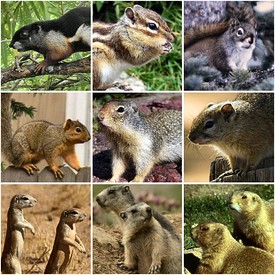 Callosciurus prevostii Eutamias sibiricus Tamiasciurus hudsonicus Sciurus niger Urocitellus columbianus Paraxerus cepapi Geosciurus inauris Marmota sp. Cynomys ludovicianus