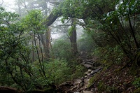 Shiratani Unsuikyo valley ja:白谷雲水峡 (900m altitude)