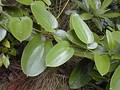 S. melastomifolia, called hoi kuahiwi on Hawaiʻi