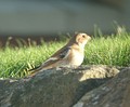 Adult winter male, England