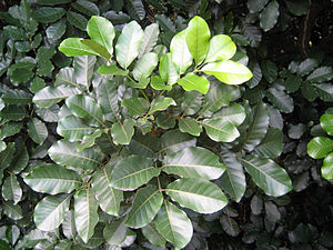 Foliage